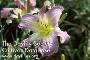 Daylily Lilting Lavender